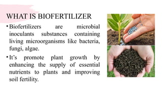 WHAT IS BIOFERTILIZER
•Biofertilizers are microbial
inoculants substances containing
living microorganisms like bacteria,
fungi, algae.
•It’s promote plant growth by
enhancing the supply of essential
nutrients to plants and improving
soil fertility.
 