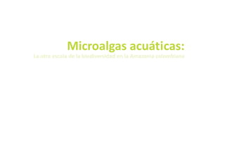 Microalgas acuáticas:
La otra escala de la biodiversidad en la Amazonia colombiana
 