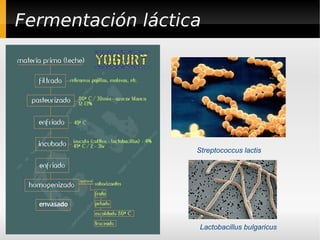 Fermentación láctica




                   Streptococcus lactis




                    Lactobacillus bulgaricus
 