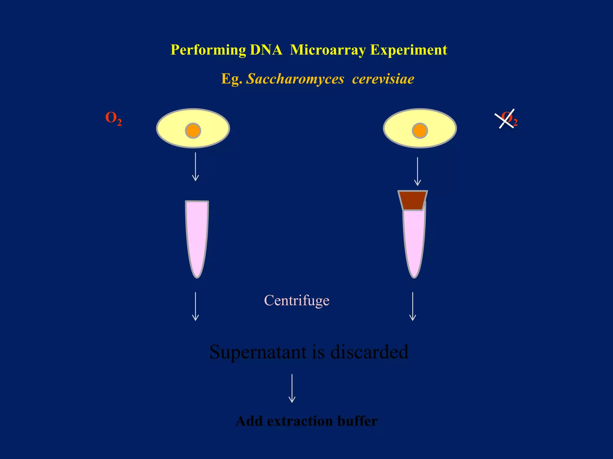 Performing DNA Microarray Experiment
Eg. Saccharomyces cerevisiae
O2

O2

Centrifuge

Supernatant is discarded

Add extraction buffer

 