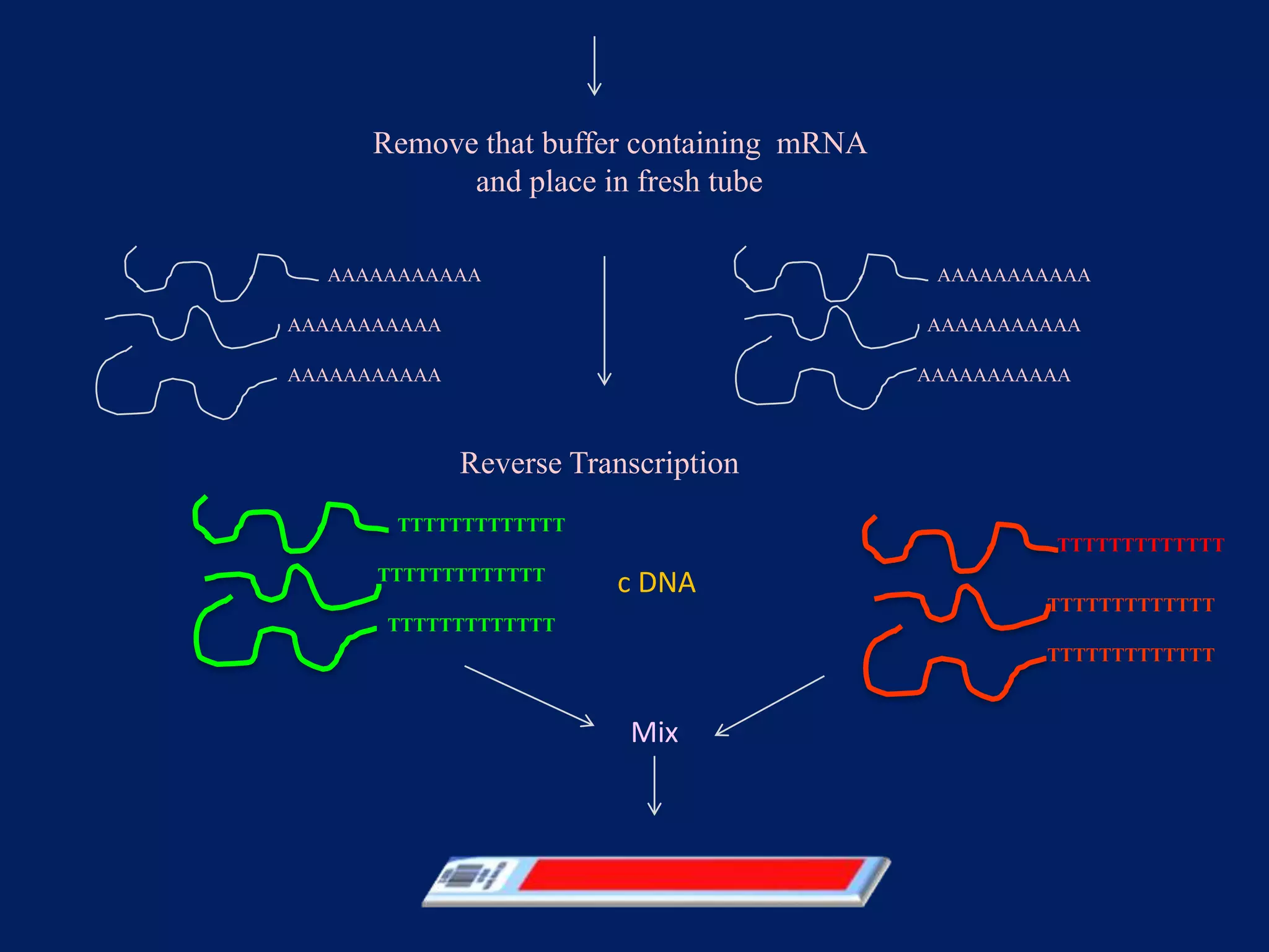 Remove that buffer containing mRNA
and place in fresh tube
AAAAAAAAAAA

AAAAAAAAAAA

AAAAAAAAAAA

AAAAAAAAAAA

AAAAAAAAAAA

AAAAAAAAAAA

Reverse Transcription
TTTTTTTTTTTTT
TTTTTTTTTTTTT
TTTTTTTTTTTTT

c DNA

TTTTTTTTTTTTT

TTTTTTTTTTTTT
TTTTTTTTTTTTT

Mix

 
