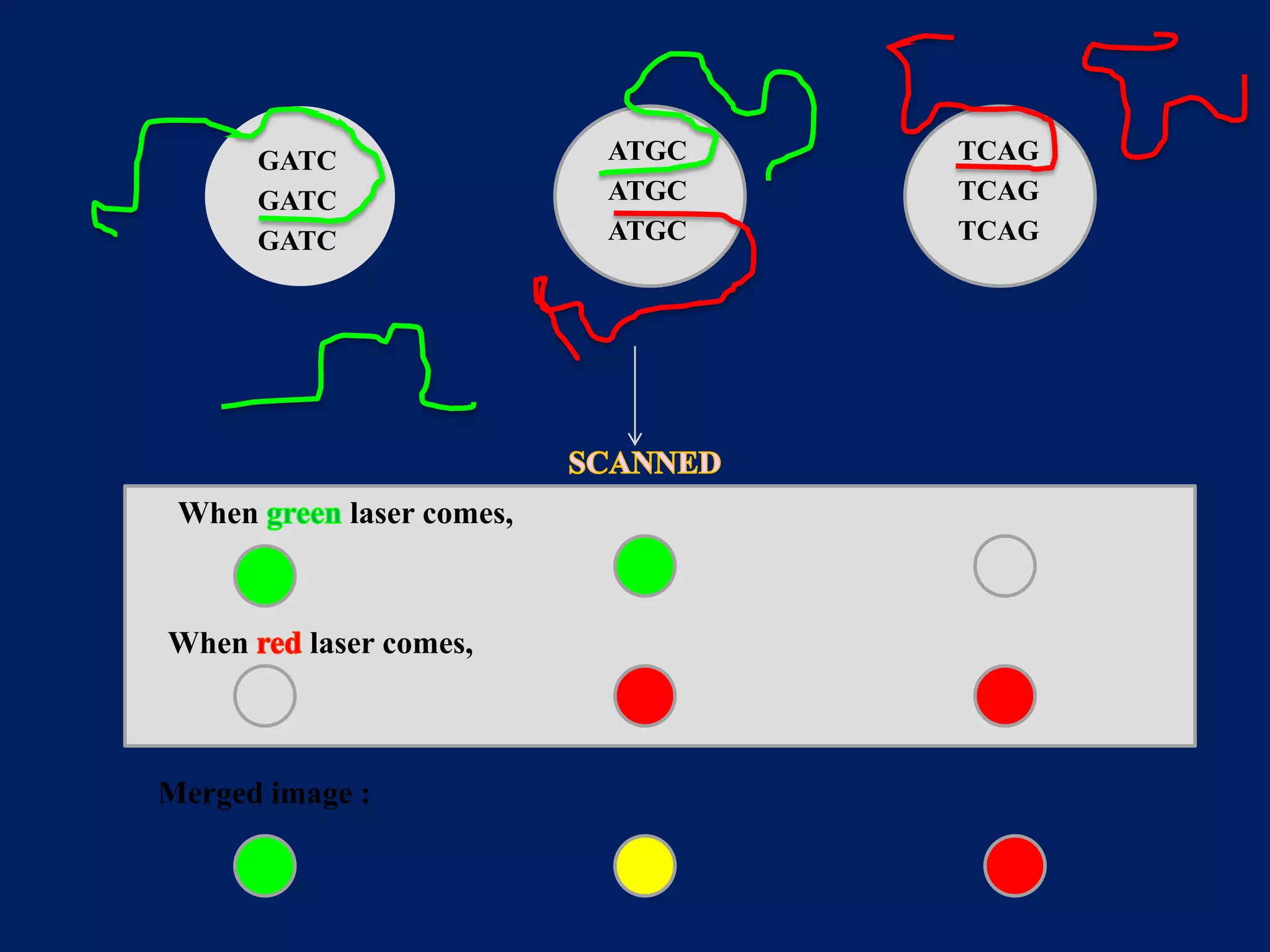 ATGC
ATGC
ATGC

GATC
GATC
GATC

When

When

laser comes,

laser comes,

Merged image :

TCAG
TCAG
TCAG

 