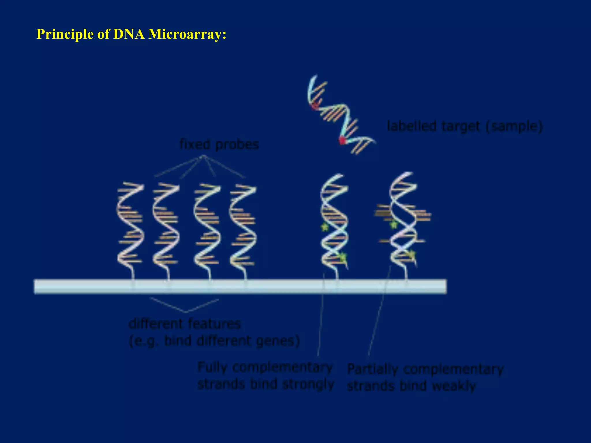 Principle of DNA Microarray:

 