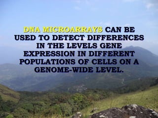 DNA MICROARRAYS CAN BE 
USED TO DETECT DIFFERENCES 
IN THE LEVELS GENE 
EXPRESSION IN DIFFERENT 
POPULATIONS OF CELLS ON A 
GENOME-WIDE LEVEL. 
 