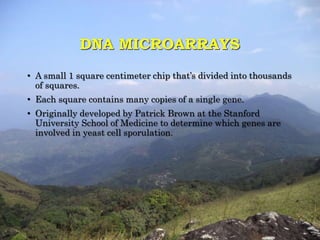 DNA MICROARRAYS 
• A small 1 square centimeter chip that’s divided into thousands 
of squares. 
• Each square contains many copies of a single gene. 
• Originally developed by Patrick Brown at the Stanford 
University School of Medicine to determine which genes are 
involved in yeast cell sporulation. 
 