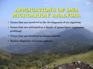 APPLICATIONS OF DNA 
MICROARRAY ANALYSIS. 
• Genes that are involved in the development of an organism. 
• Genes that are activated as a family of genes (gene expression 
profiling). 
• Genes that are involved in human cancers. 
• Earlier diagnosis of human cancers. 
 