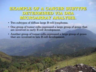 EXAMPLE OF A CANCER SUBTYPE 
DETERMINED VIA DNA 
MICROARRAY ANALYSIS. 
• Two subtypes of diffuse large B cell lymphoma. 
• One group of tumor cells expressed a large group of genes that 
are involved in early B cell development. 
• Another group of tumor cells expressed a large group of genes 
that are involved in late B cell development. 
 
