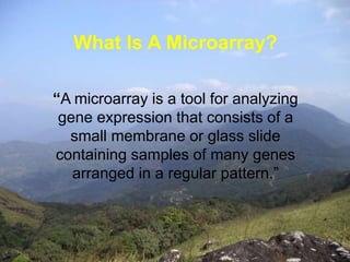 What Is A Microarray? 
“A microarray is a tool for analyzing 
gene expression that consists of a 
small membrane or glass slide 
containing samples of many genes 
arranged in a regular pattern.” 
 