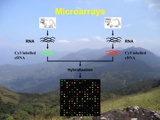 Microarrays 
RNA RNA 
Cy3 labelled 
cDNA 
Cy5 labelled 
cDNA 
Hybridization 
 