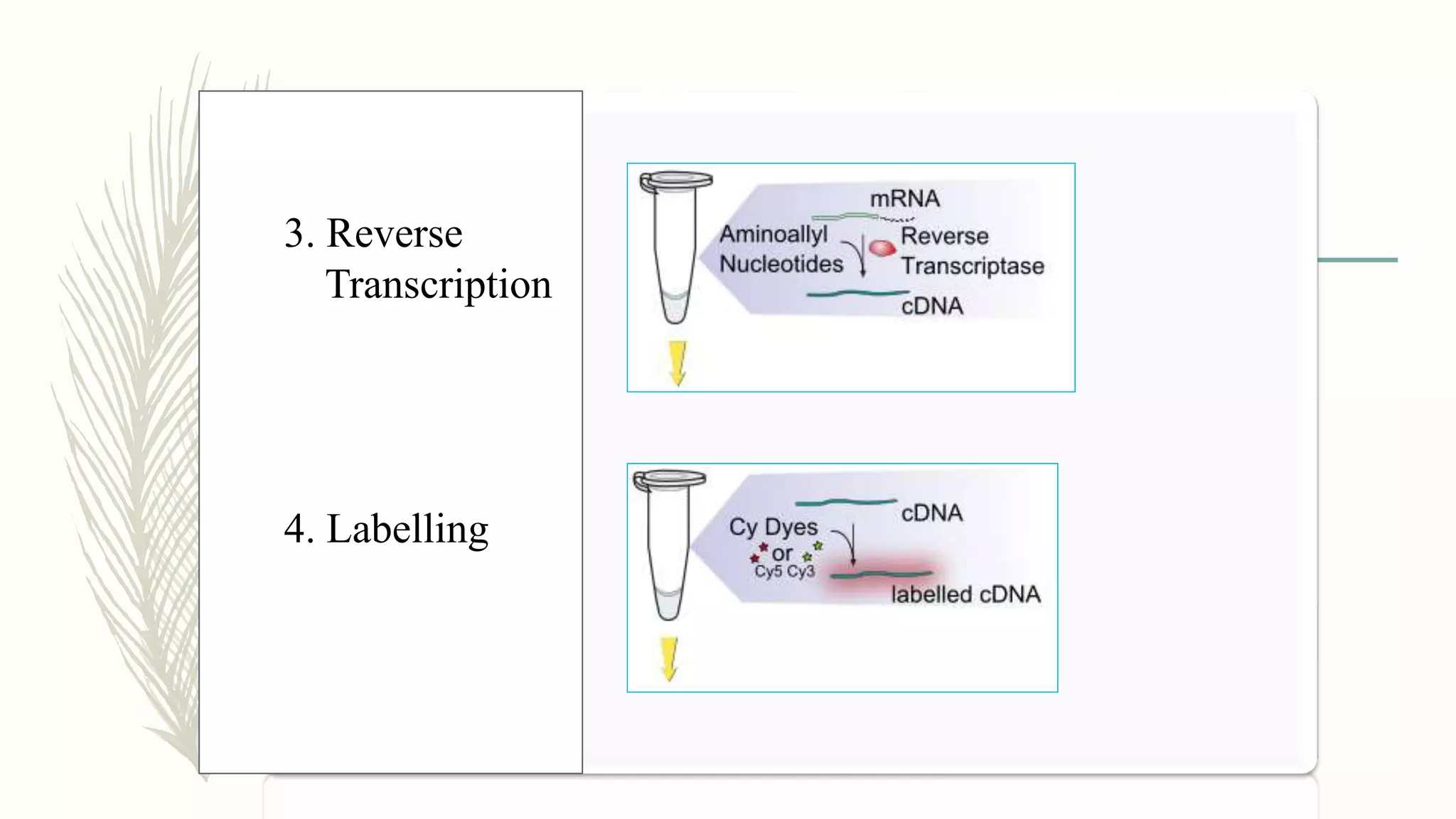 10
3. Reverse
Transcription
4. Labelling
 