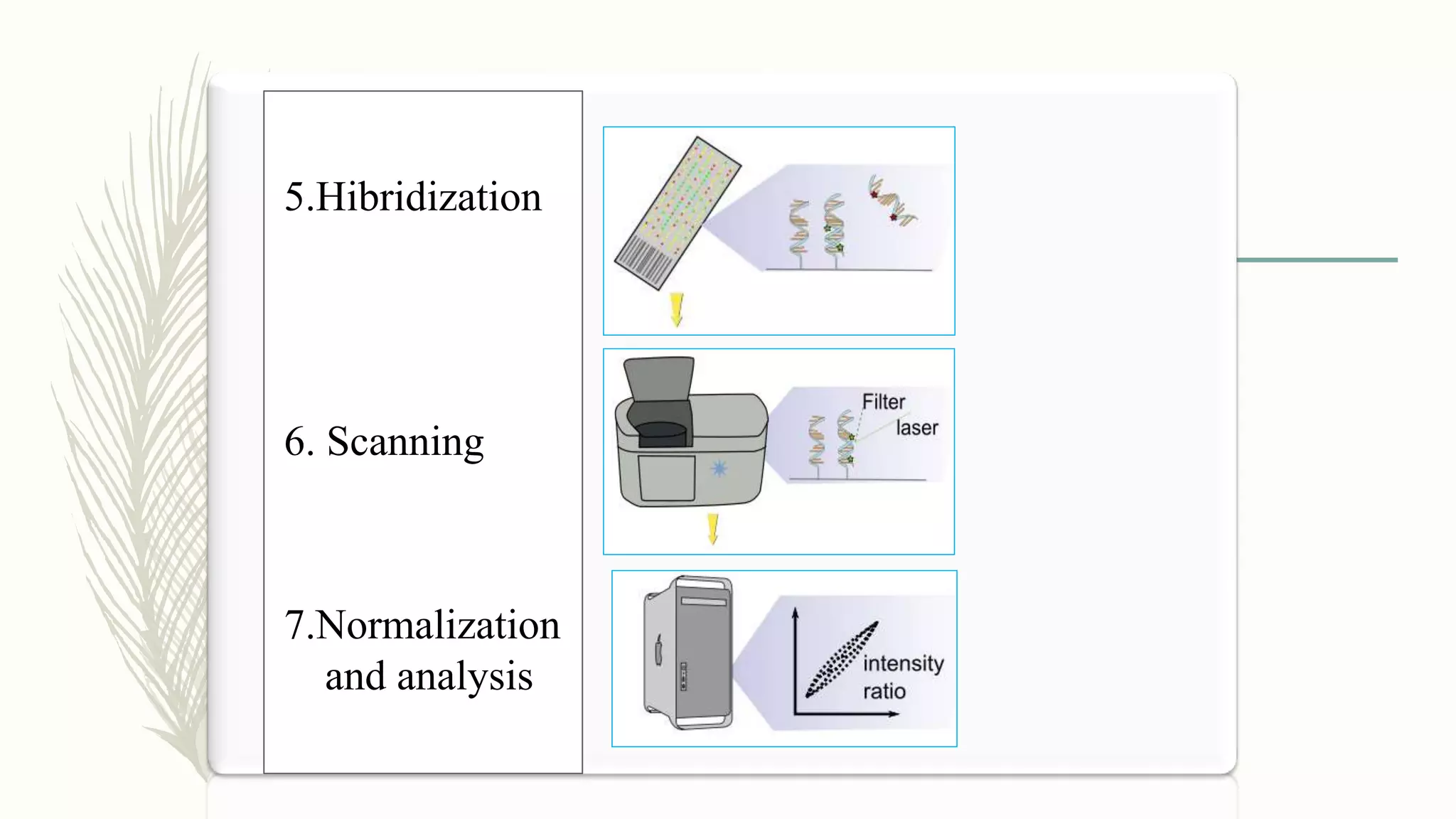5.Hibridization
6. Scanning
7.Normalization
and analysis
 