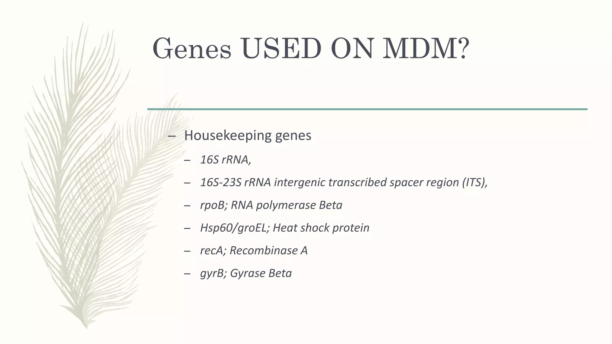 Genes USED ON MDM?
– Housekeeping genes
– 16S rRNA,
– 16S-23S rRNA intergenic transcribed spacer region (ITS),
– rpoB; RNA polymerase Beta
– Hsp60/groEL; Heat shock protein
– recA; Recombinase A
– gyrB; Gyrase Beta
 