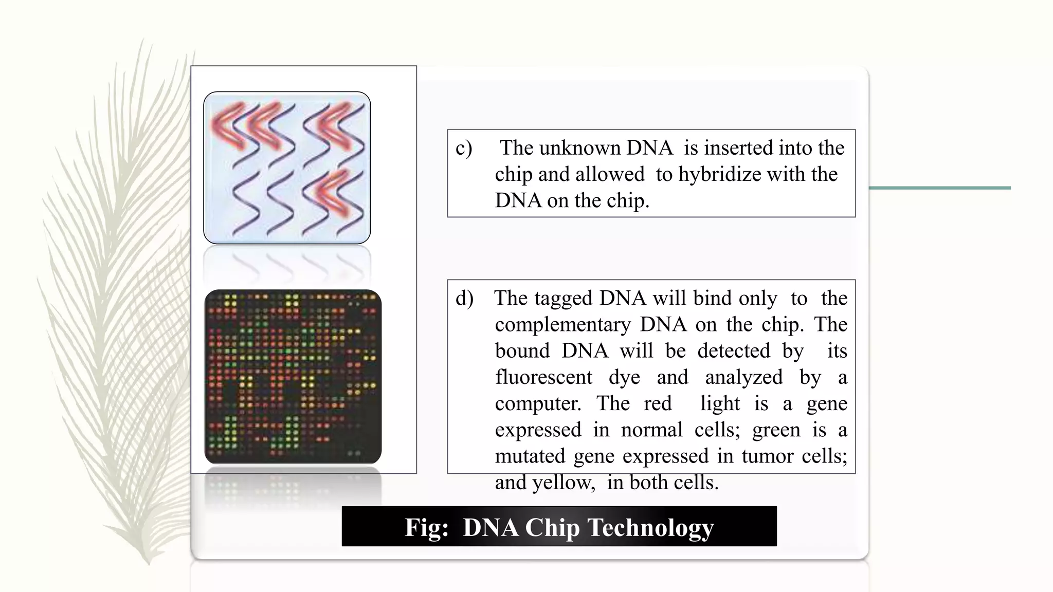 c) The unknown DNA is inserted into the
chip and allowed to hybridize with the
DNA on the chip.
d) The tagged DNA will bind only to the
complementary DNA on the chip. The
bound DNA will be detected by its
fluorescent dye and analyzed by a
computer. The red light is a gene
expressed in normal cells; green is a
mutated gene expressed in tumor cells;
and yellow, in both cells.
Fig: DNA Chip Technology
 