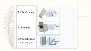 5.Hibridization
6. Scanning
7.Normalization
and analysis
 