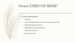 Genes USED ON MDM?
– Housekeeping genes
– 16S rRNA,
– 16S-23S rRNA intergenic transcribed spacer region (ITS),
– rpoB; RNA polymerase Beta
– Hsp60/groEL; Heat shock protein
– recA; Recombinase A
– gyrB; Gyrase Beta
 