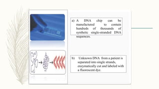 a) A DNA chip can be
manufactured to contain
hundreds of thousands of
synthetic single-stranded DNA
sequences.
b) Unknown DNA from a patient is
separated into single strands,
enzymatically cut and labeled with
a fluorescent dye.
 