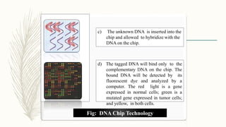 c) The unknown DNA is inserted into the
chip and allowed to hybridize with the
DNA on the chip.
d) The tagged DNA will bind only to the
complementary DNA on the chip. The
bound DNA will be detected by its
fluorescent dye and analyzed by a
computer. The red light is a gene
expressed in normal cells; green is a
mutated gene expressed in tumor cells;
and yellow, in both cells.
Fig: DNA Chip Technology
 