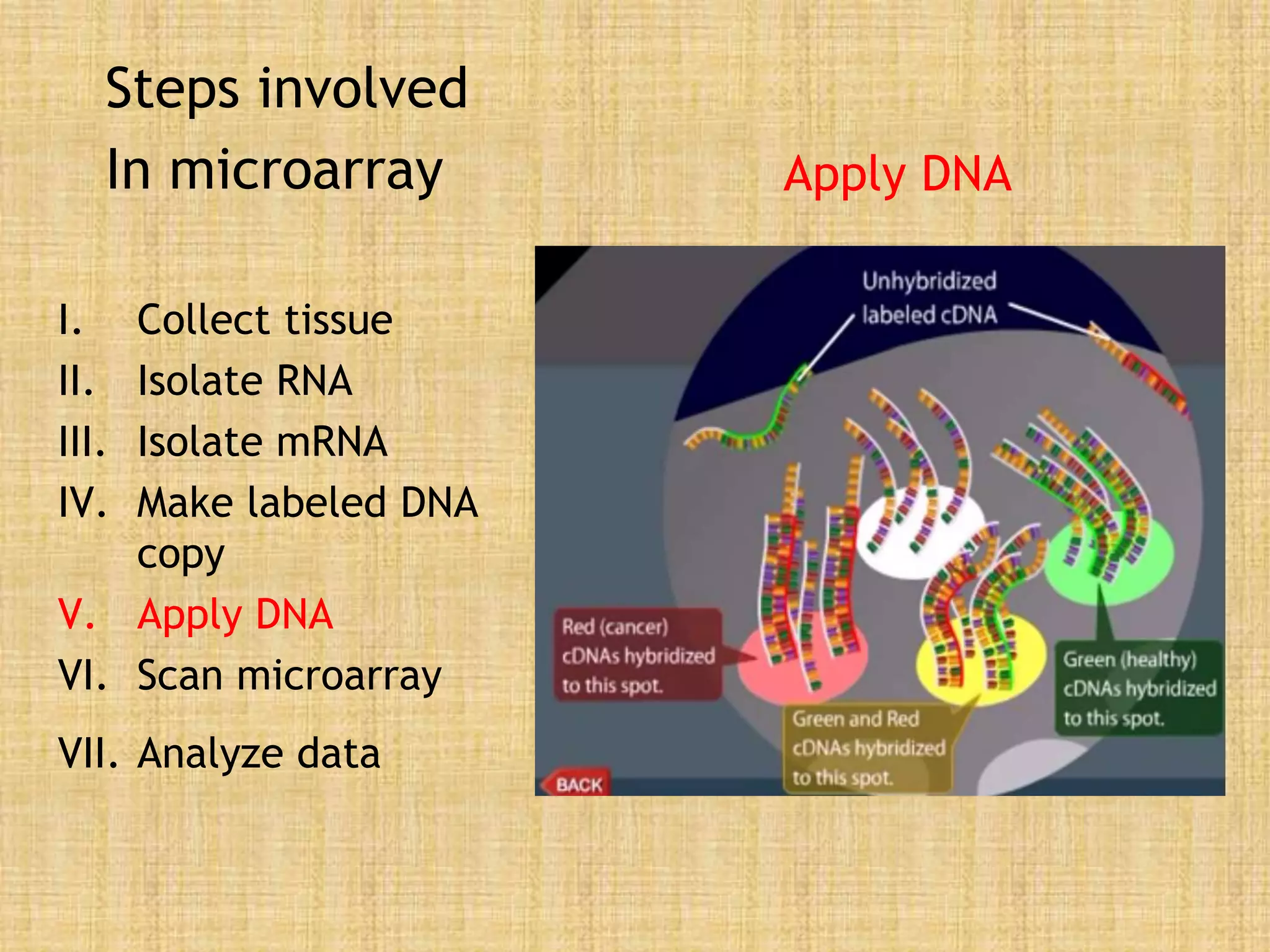 Steps involved
In microarray
I. Collect tissue
II. Isolate RNA
III. Isolate mRNA
IV. Make labeled DNA
copy
V. Apply DNA
VI. Scan microarray
VII. Analyze data
Apply DNA
 
