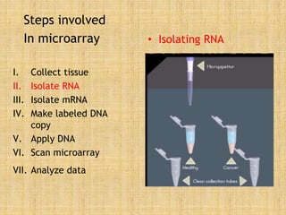 Steps involved
In microarray
I. Collect tissue
II. Isolate RNA
III. Isolate mRNA
IV. Make labeled DNA
copy
V. Apply DNA
VI. Scan microarray
VII. Analyze data
• Isolating RNA
 