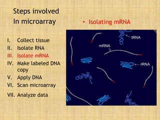Steps involved
In microarray
I. Collect tissue
II. Isolate RNA
III. Isolate mRNA
IV. Make labeled DNA
copy
V. Apply DNA
VI. Scan microarray
VII. Analyze data
• Isolating mRNA
 