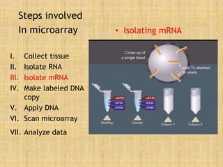 Steps involved
In microarray
I. Collect tissue
II. Isolate RNA
III. Isolate mRNA
IV. Make labeled DNA
copy
V. Apply DNA
VI. Scan microarray
VII. Analyze data
• Isolating mRNA
 