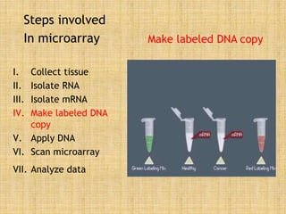 Steps involved
In microarray
I. Collect tissue
II. Isolate RNA
III. Isolate mRNA
IV. Make labeled DNA
copy
V. Apply DNA
VI. Scan microarray
VII. Analyze data
Make labeled DNA copy
 