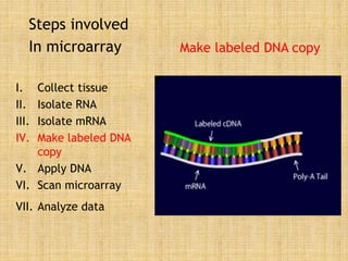Steps involved
In microarray
I. Collect tissue
II. Isolate RNA
III. Isolate mRNA
IV. Make labeled DNA
copy
V. Apply DNA
VI. Scan microarray
VII. Analyze data
Make labeled DNA copy
 