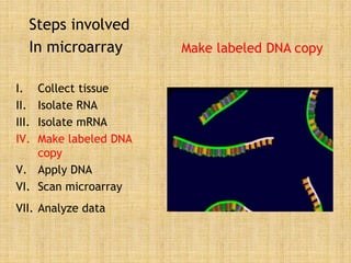 Steps involved
In microarray
I. Collect tissue
II. Isolate RNA
III. Isolate mRNA
IV. Make labeled DNA
copy
V. Apply DNA
VI. Scan microarray
VII. Analyze data
Make labeled DNA copy
 