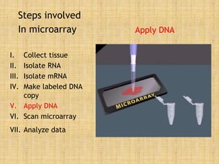 Steps involved
In microarray
I. Collect tissue
II. Isolate RNA
III. Isolate mRNA
IV. Make labeled DNA
copy
V. Apply DNA
VI. Scan microarray
VII. Analyze data
Apply DNA
 
