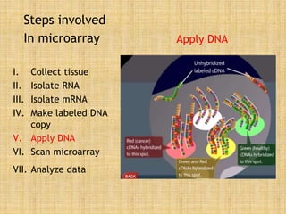 Steps involved
In microarray
I. Collect tissue
II. Isolate RNA
III. Isolate mRNA
IV. Make labeled DNA
copy
V. Apply DNA
VI. Scan microarray
VII. Analyze data
Apply DNA
 