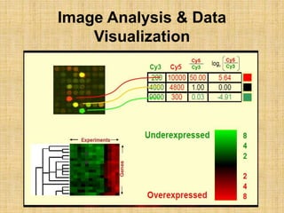 Image Analysis & Data
Visualization
 