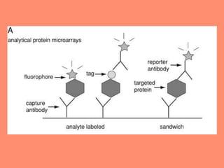 Microarray | PPTX