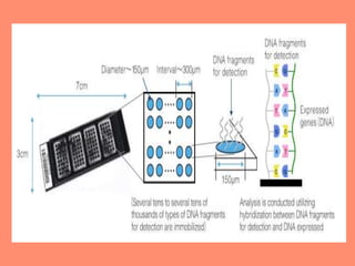 Microarray | PPTX