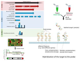 Hybridization of the target to the probe
 