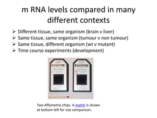 m RNA levels compared in many
different contexts
 Different tissue, same organism (brain v liver)
 Same tissue, same organism (tumour v non tumour)
 Same tissue, different organism (wt v mutant)
 Time course experiments (development)
Two Affymetrix chips. A match is shown
at bottom left for size comparison.
 