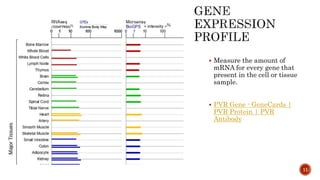  Measure the amount of
mRNA for every gene that
present in the cell or tissue
sample.
 PVR Gene - GeneCards |
PVR Protein | PVR
Antibody
11
 
