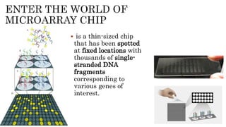  is a thin-sized chip
that has been spotted
at fixed locations with
thousands of single-
stranded DNA
fragments
corresponding to
various genes of
interest.
23
 