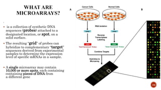 .
 is a collection of synthetic DNA
sequences (probes) attached to a
designated location, or spot, on a
solid surface.
 The resulting “grid” of probes can
hybridize to complementary “target”
sequences derived from experimental
samples to determine the expression
level of specific mRNAs in a sample.
 A single microarray may contain
10,000 or more spots, each containing
containing pieces of DNA from
a different gene
24
 