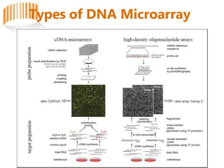Types of DNA Microarray
 