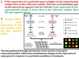 5. If the expression of a particular gene is higher in the experimental
sample than in the reference sample, then the corresponding spot
on the microarray appears red. In contrast, if the expression in the
experimental sample is lower than in the reference sample, then
the spot appears green.
7. Finally, if there
is equal
expression in the
two samples, then
the spot appears
yellow.
The data gathered through microarrays can be used to create gene
expression profiles, which show simultaneous changes in the expression of
many genes in response to a particular condition or treatment.
©sunilbhandariv@gmail.com
 