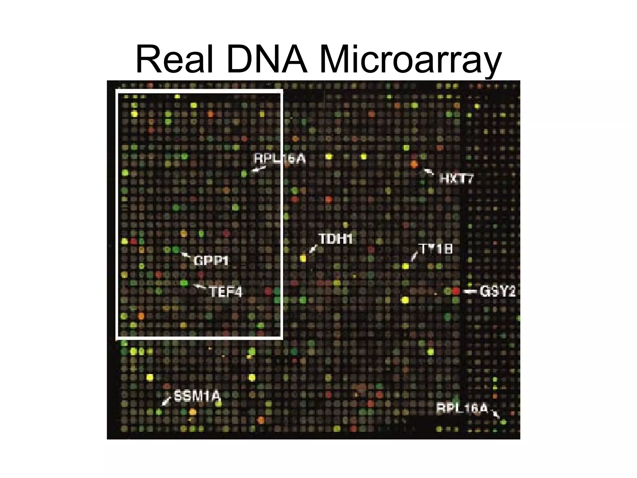 Real DNA Microarray 