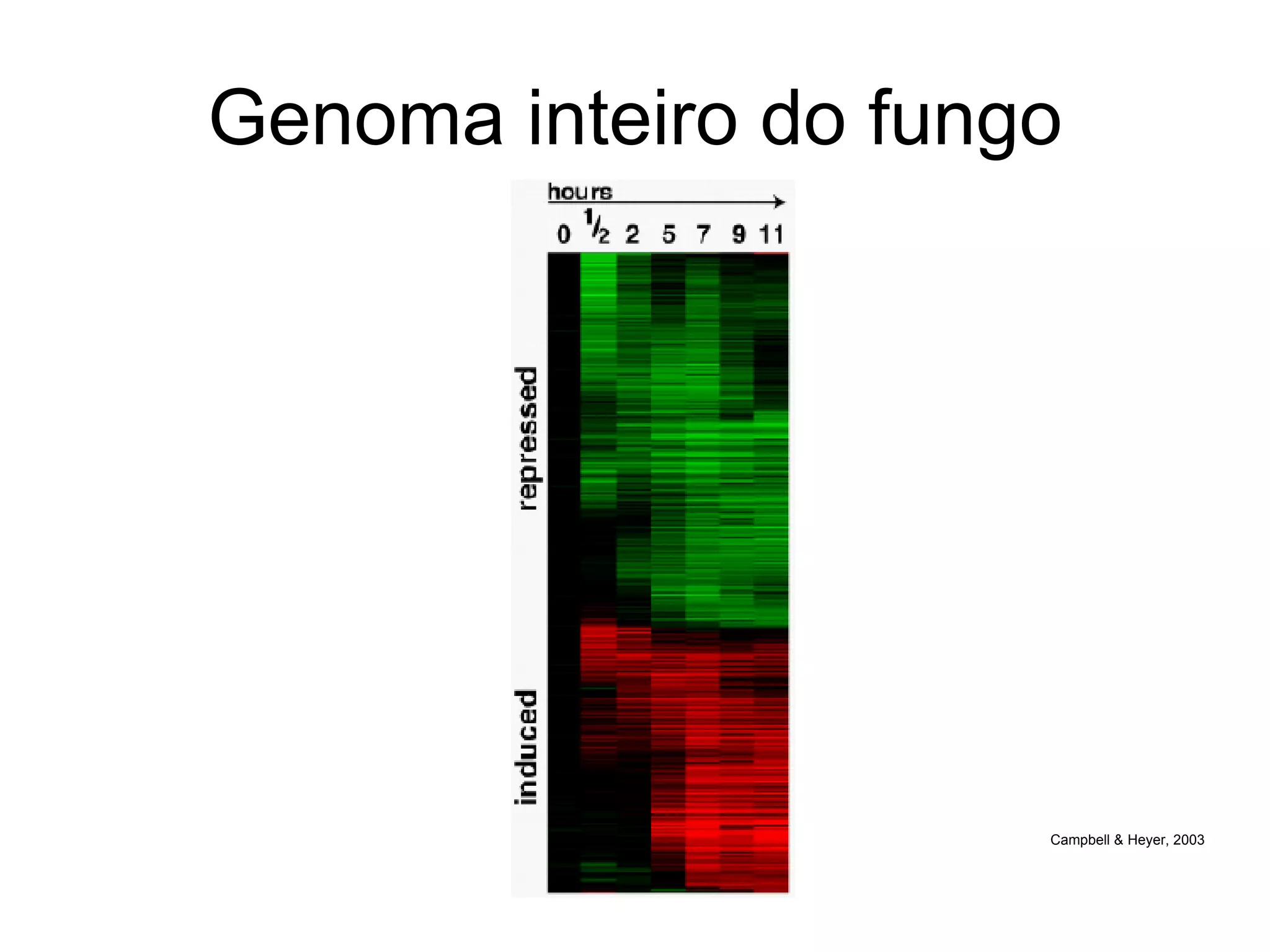 Genoma inteiro do fungo Campbell & Heyer, 2003 