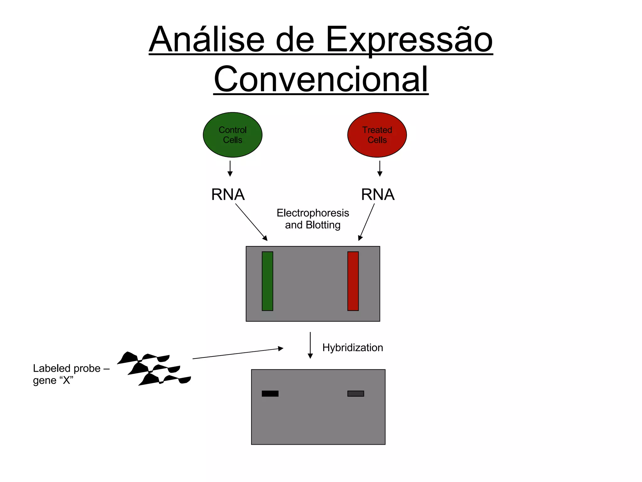 Análise de Expressão Convencional Electrophoresis and Blotting Labeled probe – gene “X” Hybridization RNA Control Cells Treated Cells RNA 