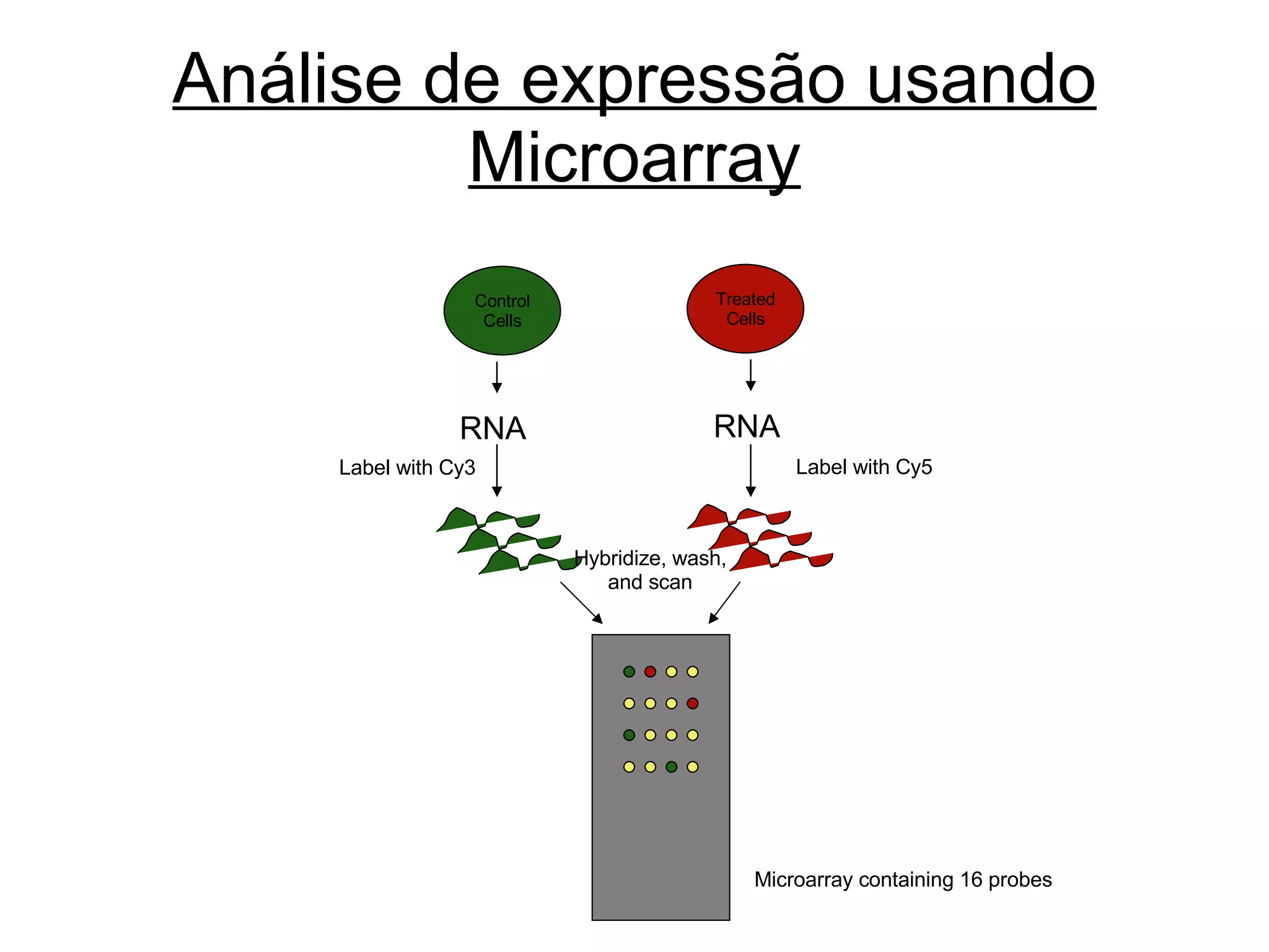 Análise de expressão usando Microarray Label with Cy3 Label with Cy5 Hybridize, wash, and scan Microarray containing 16 probes Treated Cells RNA RNA Control Cells 