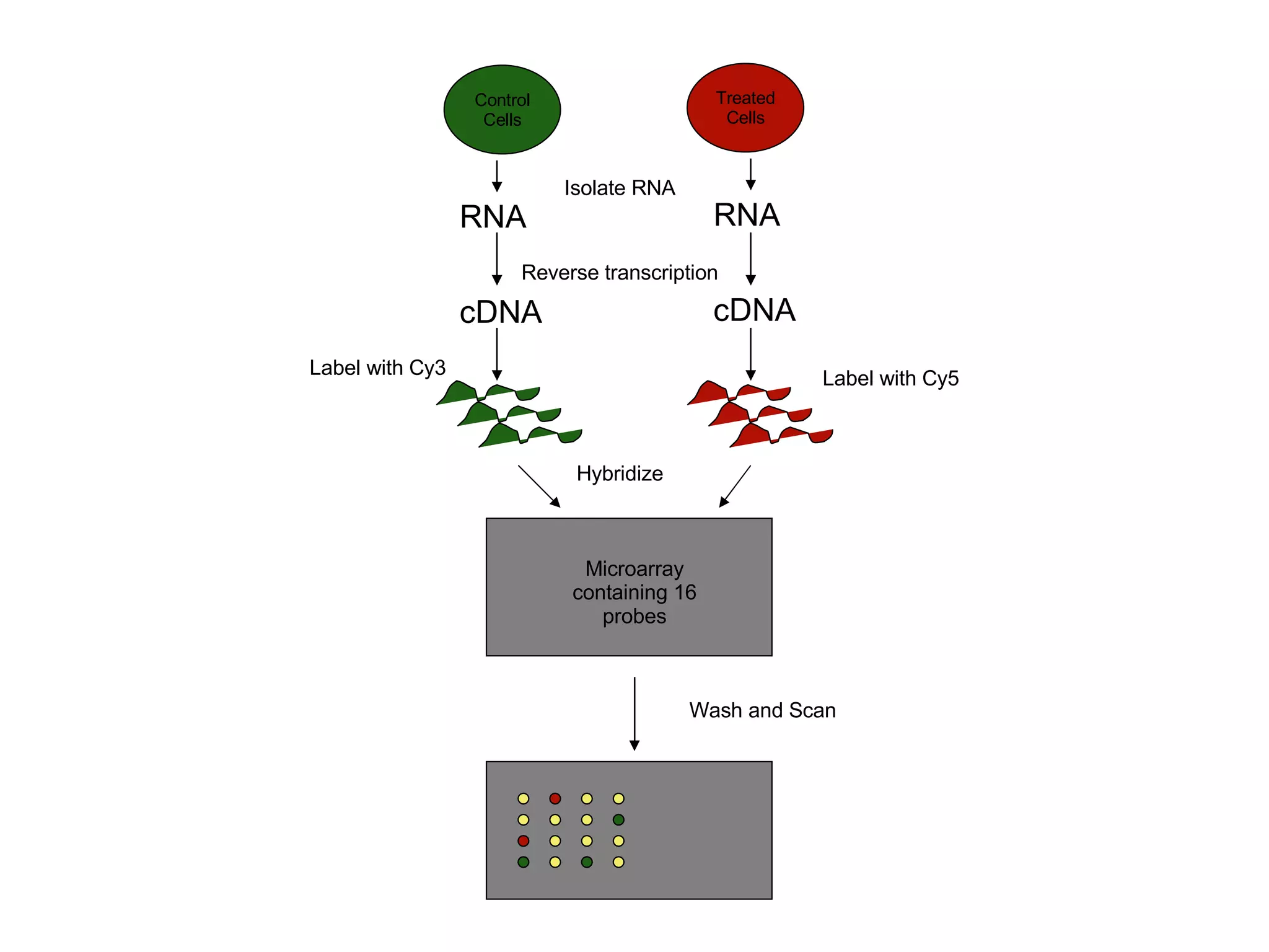Label with Cy3 Label with Cy5 Hybridize Isolate RNA Reverse transcription Microarray containing 16 probes Wash and Scan Treated Cells Control Cells RNA RNA cDNA cDNA 