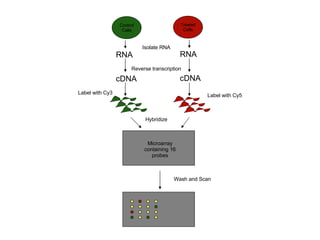 Microarray Pathces Labeled Microarray | PPT