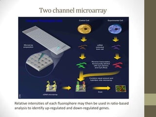 Microarray by dr.prabhash | PPTX