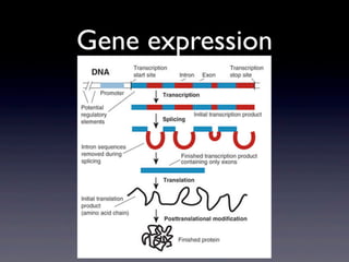 Gene expression
 