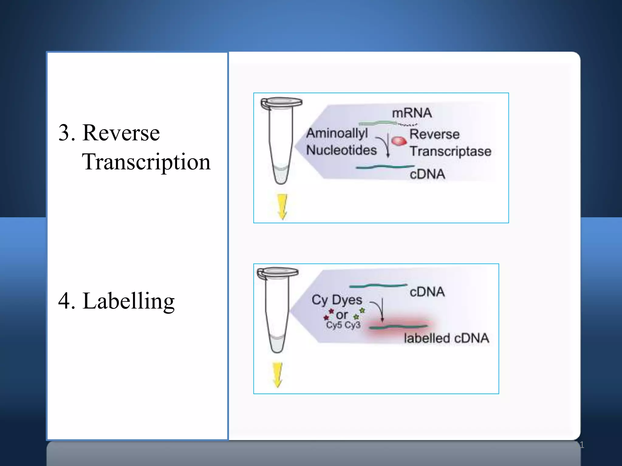 11
3. Reverse
Transcription
4. Labelling
 