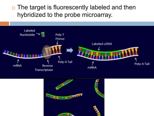 Microarray profiling by ujjwal sirohi | PPT